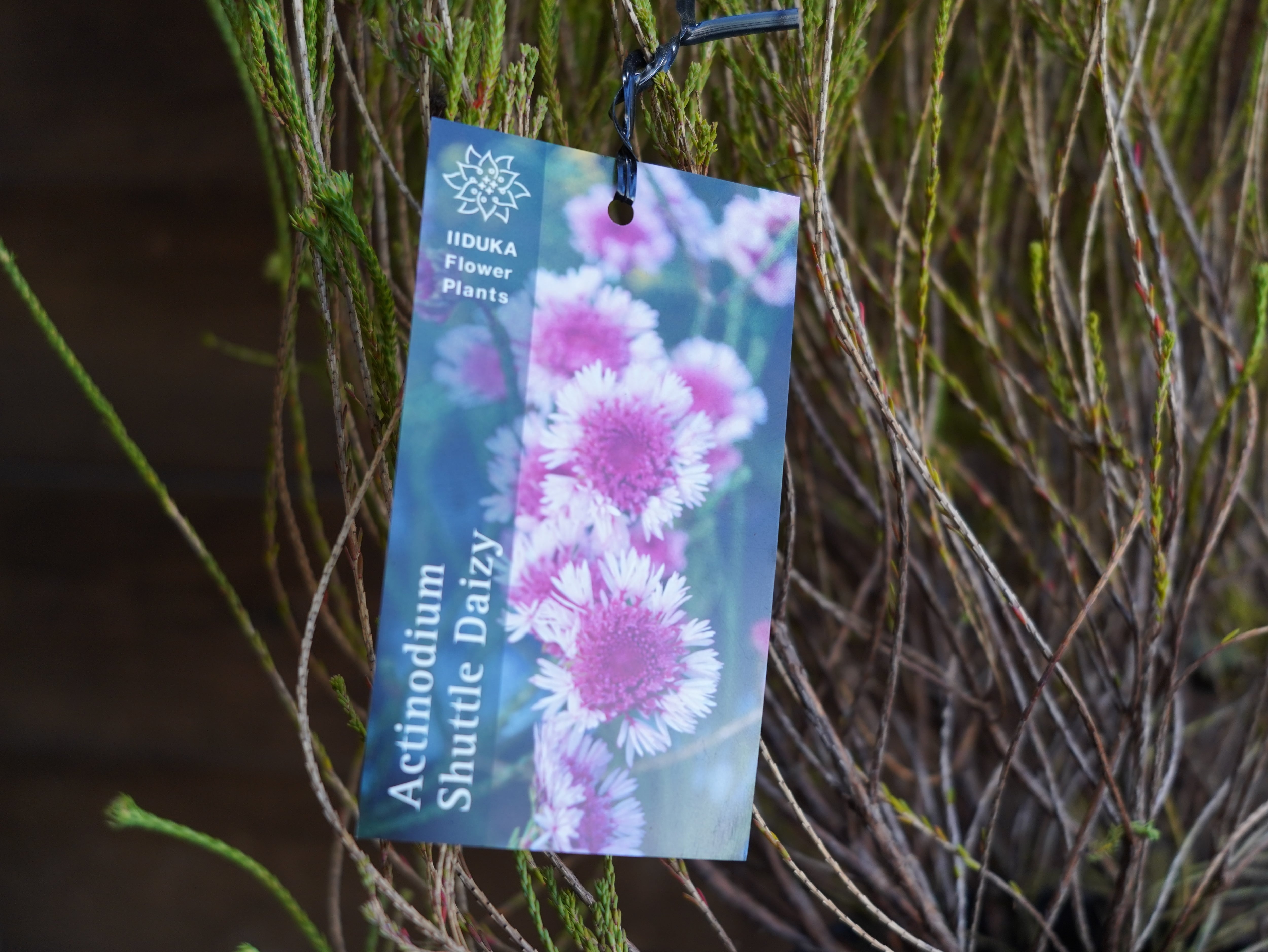 【現物】アクチノジウム　”シャトルデイジー”