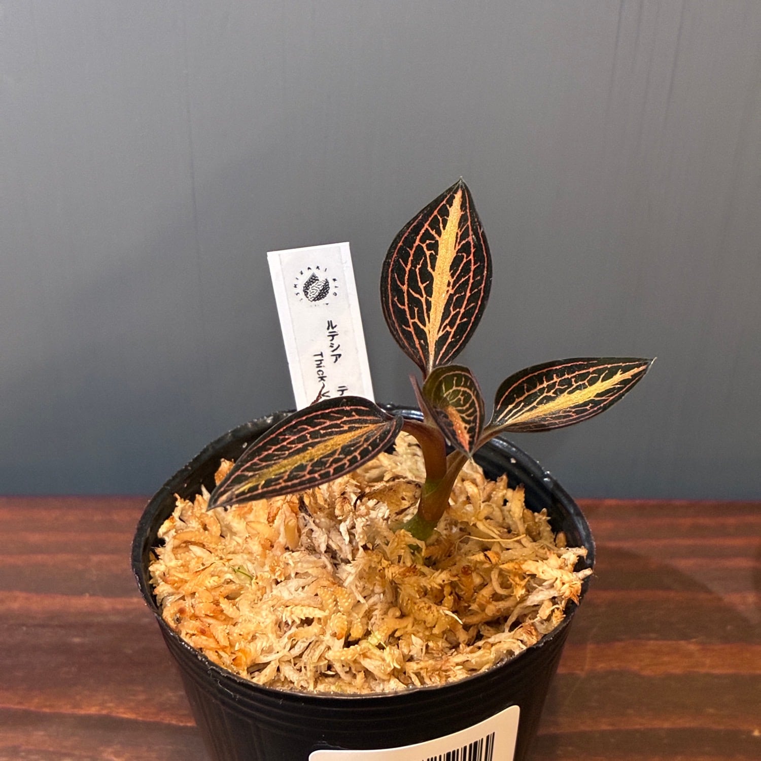 ジュエルオーキッド ルデシア ディスカラー Thick Vein Type【795