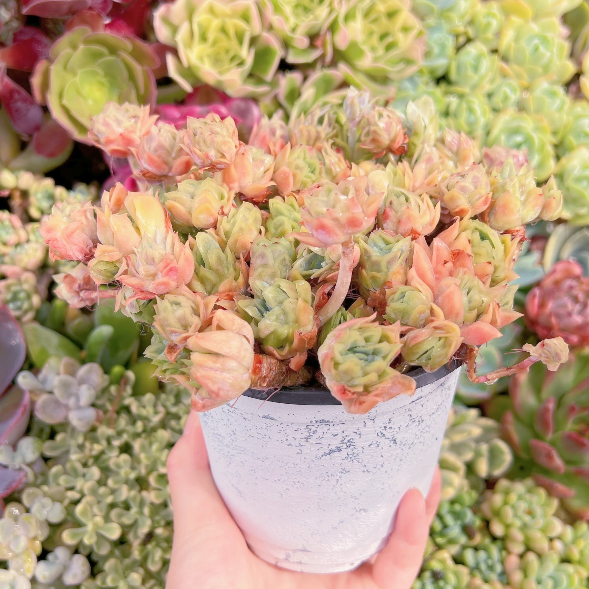 現品 クィーンローズ覆輪錦#F006 大群生 るる農園 | るる農園~多肉植物専門