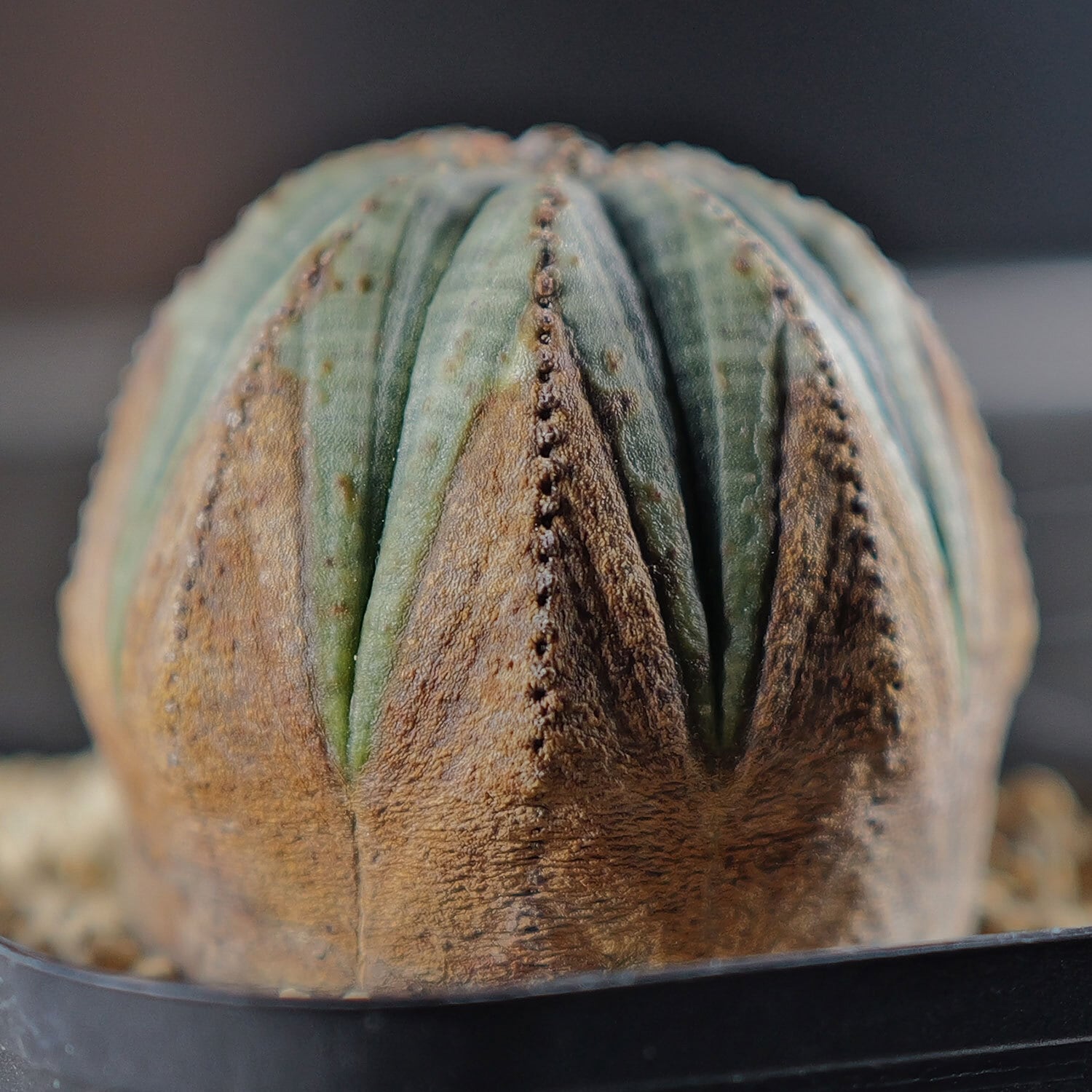 まん丸 オベサ | LIGHTHOUSE.PLANTS - 海外実生株のオベサなど輸入植物