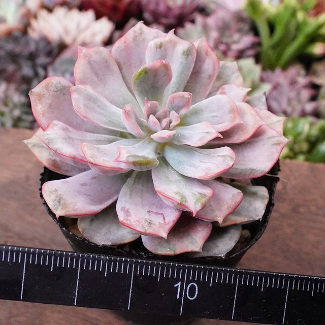 【ピンクファンキー錦】　斑入り　エケベリア　韓国多肉　