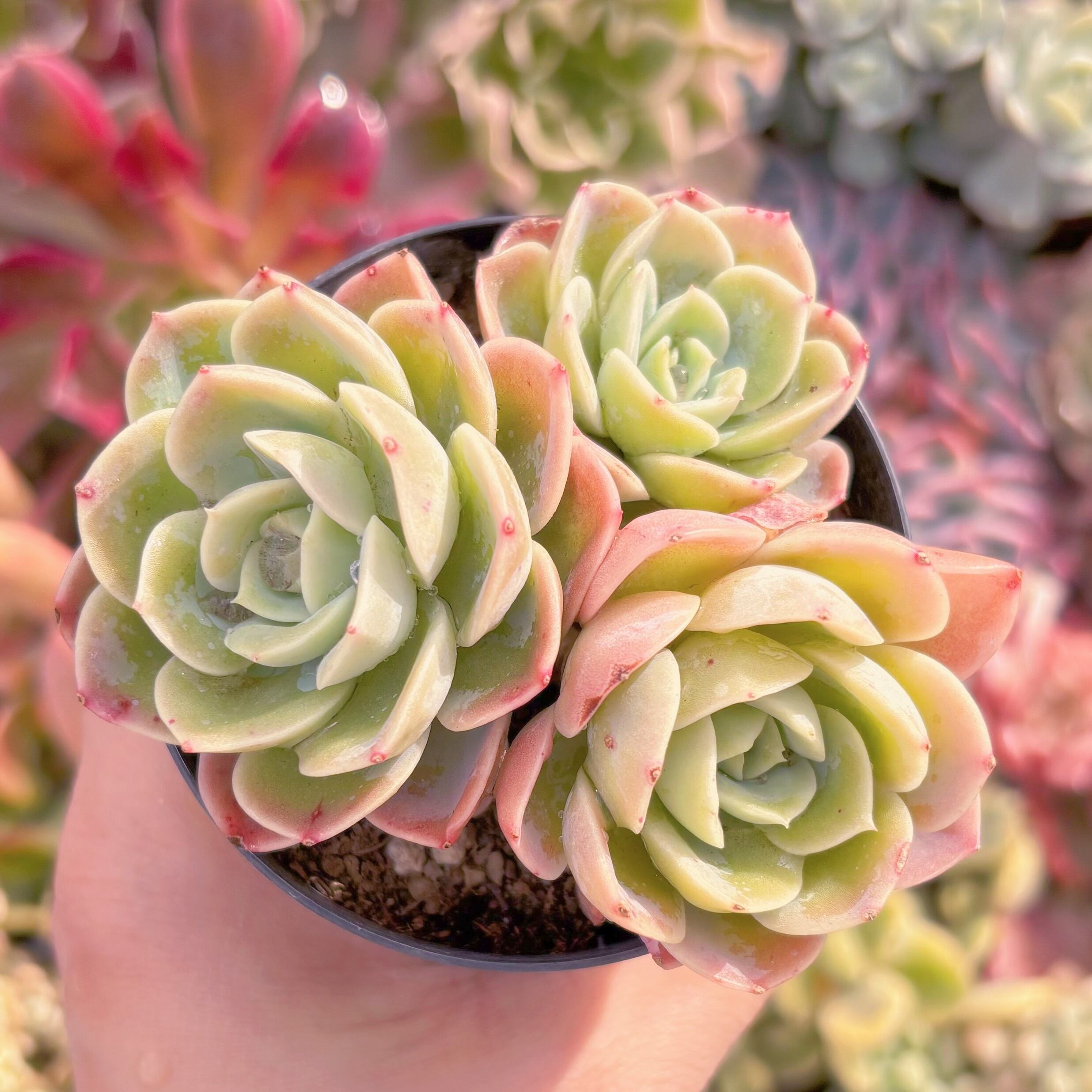 現品　メロン#227　るる農園