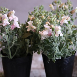 mondimanche 宿根草　キンギョソウ　フラモコ　くすみピンク｜新色カラー　寄せ植えおすすめ　