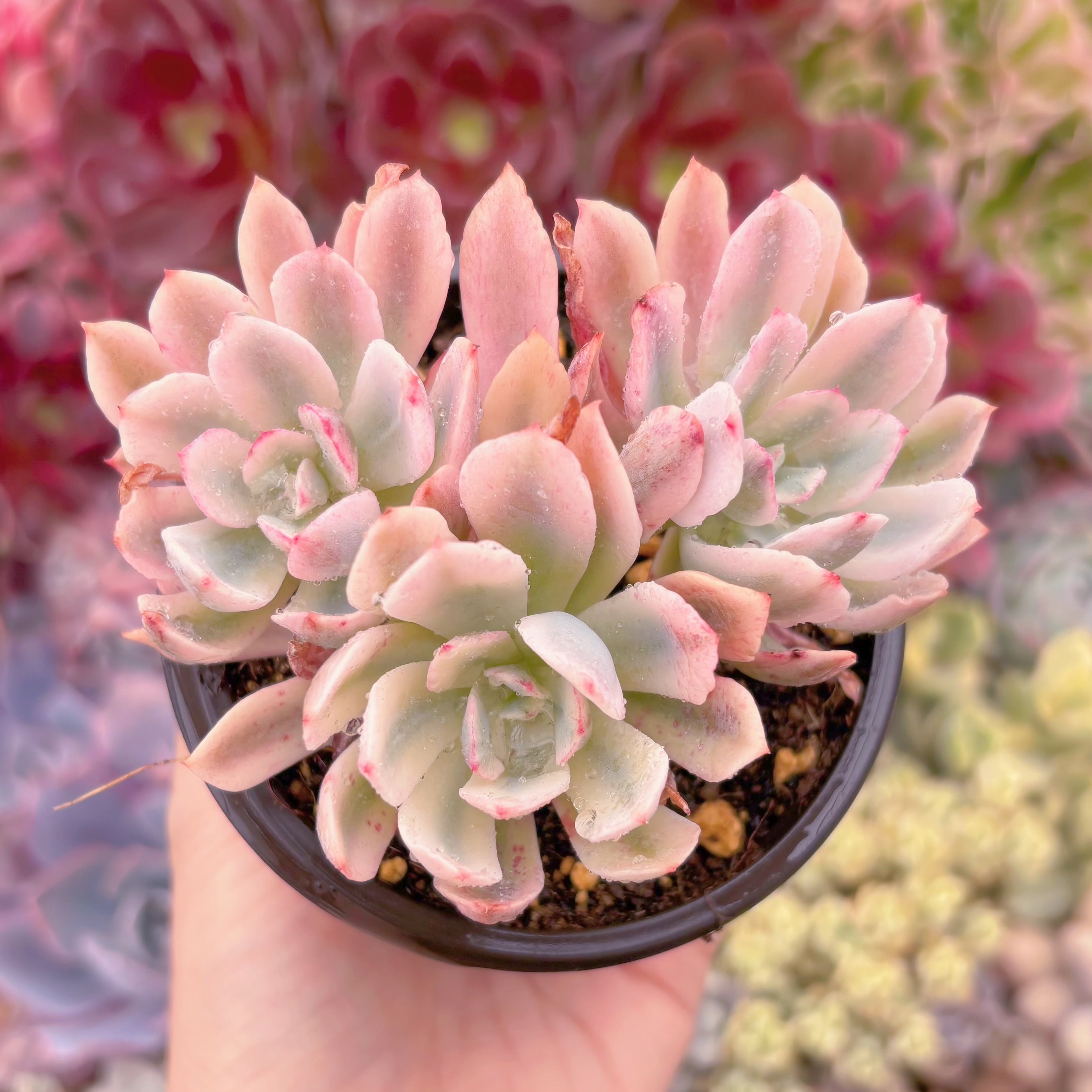 現品　hoveyi錦#203　るる農園