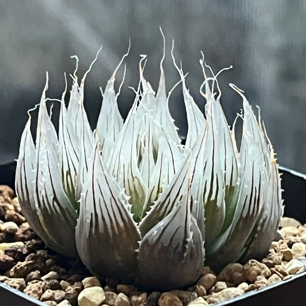 ハオルチア ムラサメ | mocono_plants