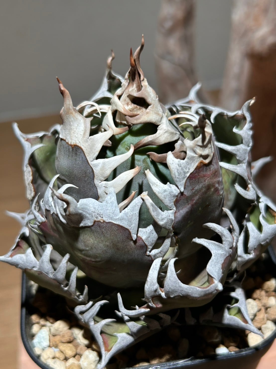 マミラリア 金手毬綴化 鉢セット | アトリエRatel