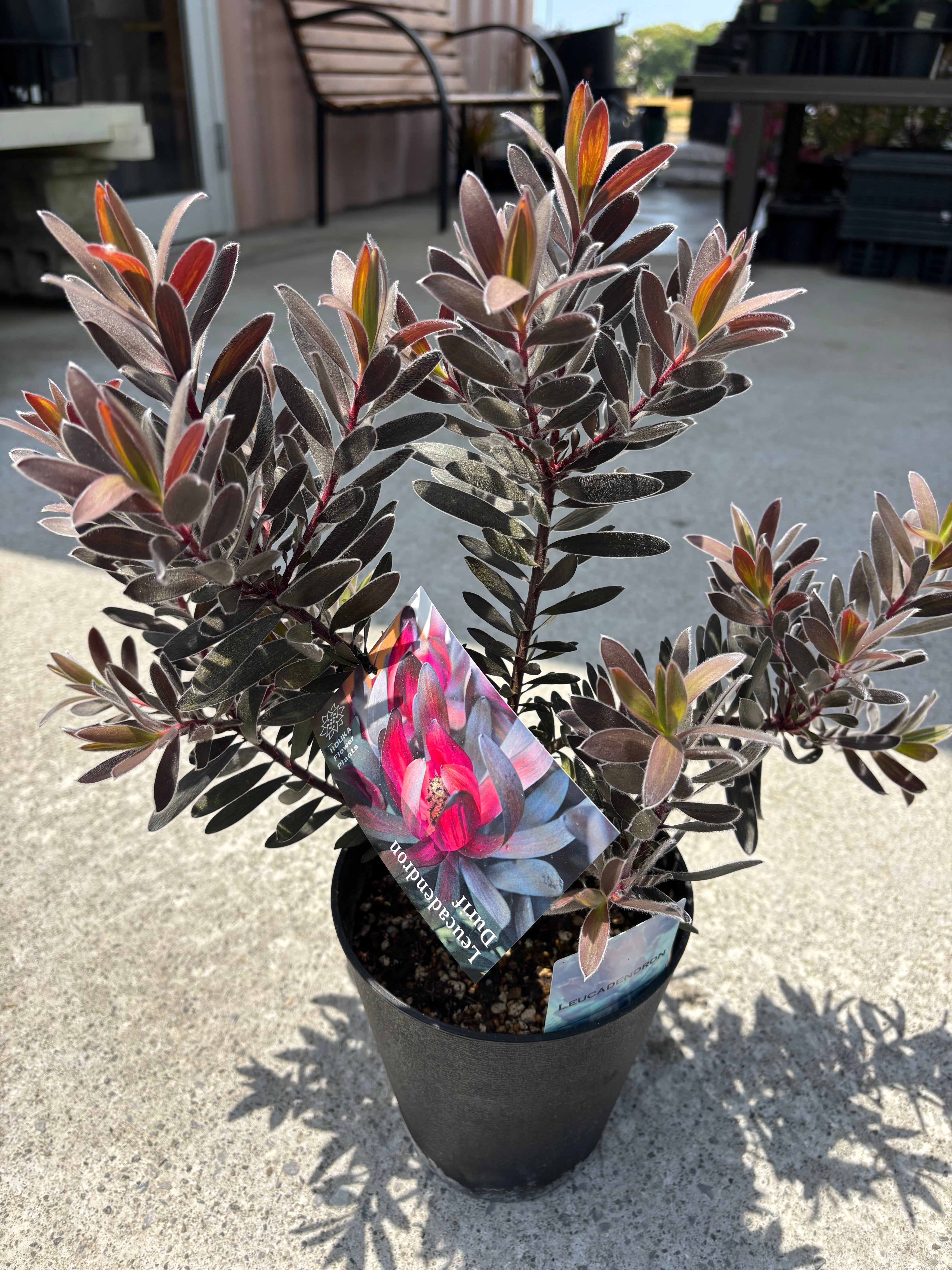 Sansevieria 'Tower Variegated' サンスベリア・タワー 斑入り | PAY ID