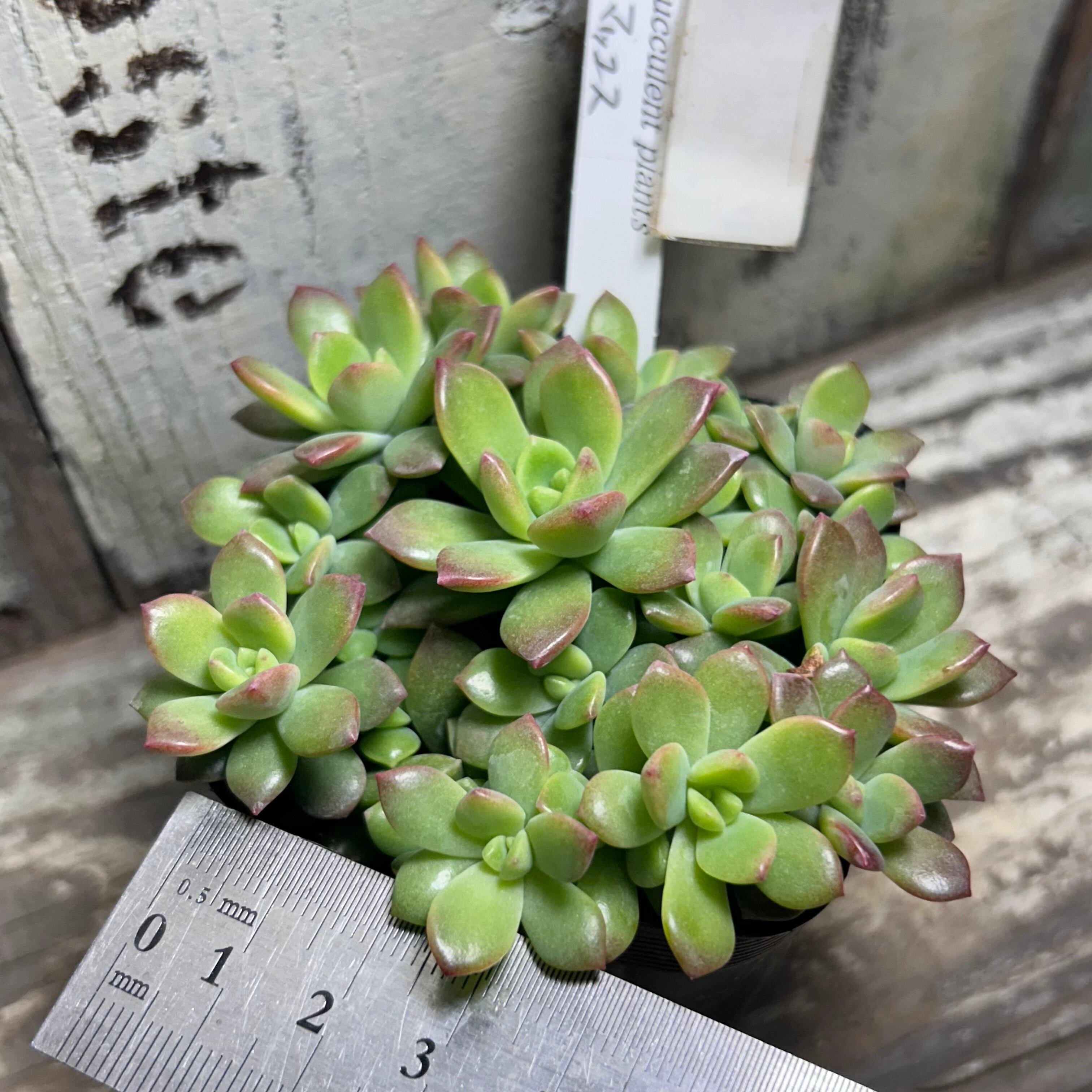 マッコス | RuPo 多肉植物専門店