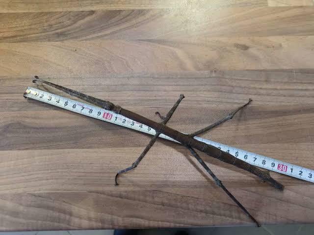 LAST10個】Tirachoidea jiantengligensisナナフシの卵昆虫標本昆虫最