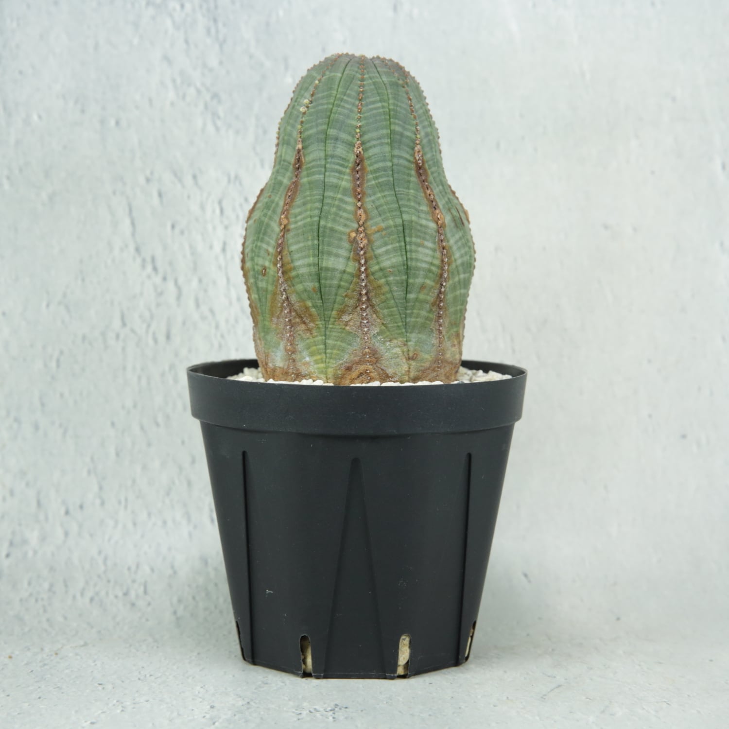 オス株 木質化 マウンテン オベサ / ユーフォルビア | LIGHTHOUSE