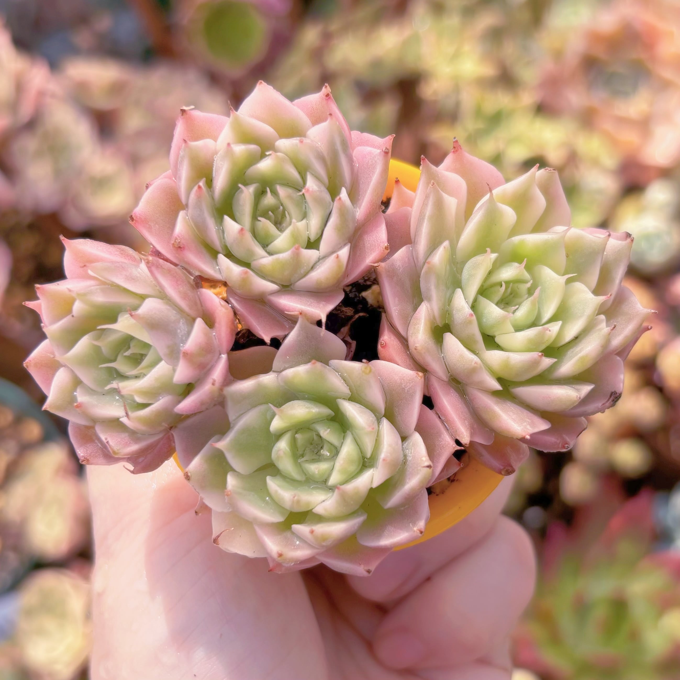 多肉植物 マーガレット錦 群生 新入荷 るる農園 | るる農園~多肉植物専門