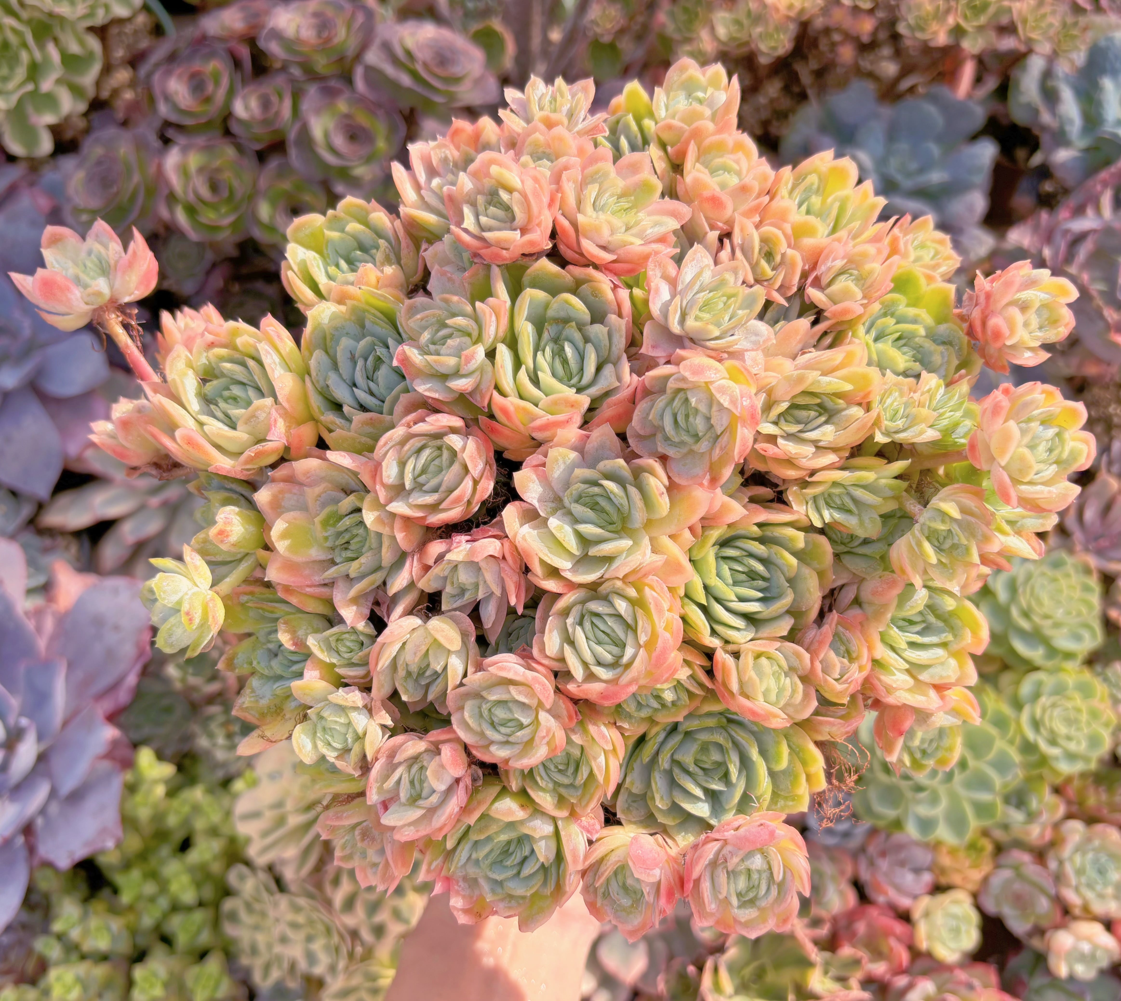 現品　クィーンローズ覆輪錦#864　特特大群生　るる農園