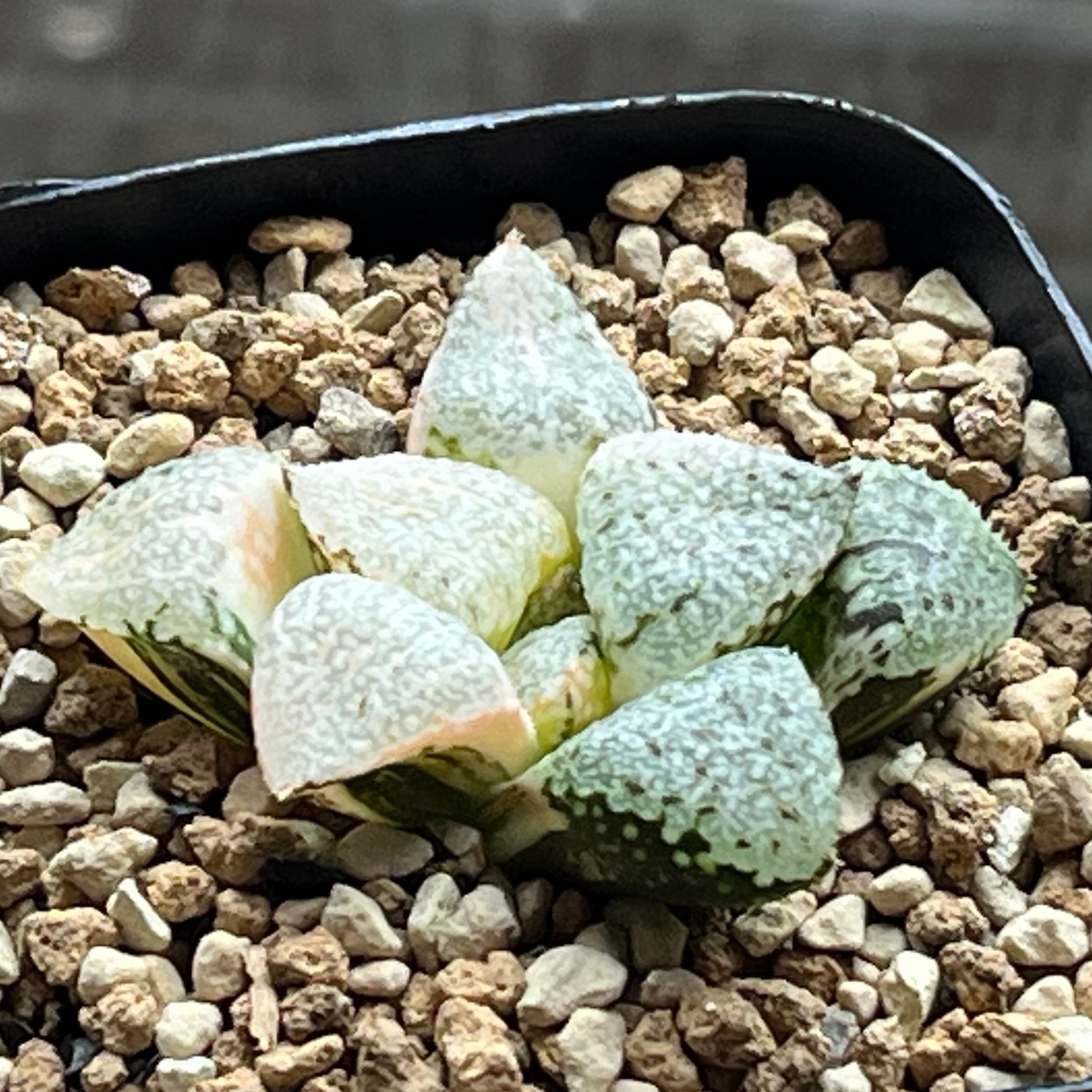 ハオルチア スターズフェアリー | mocono_plants