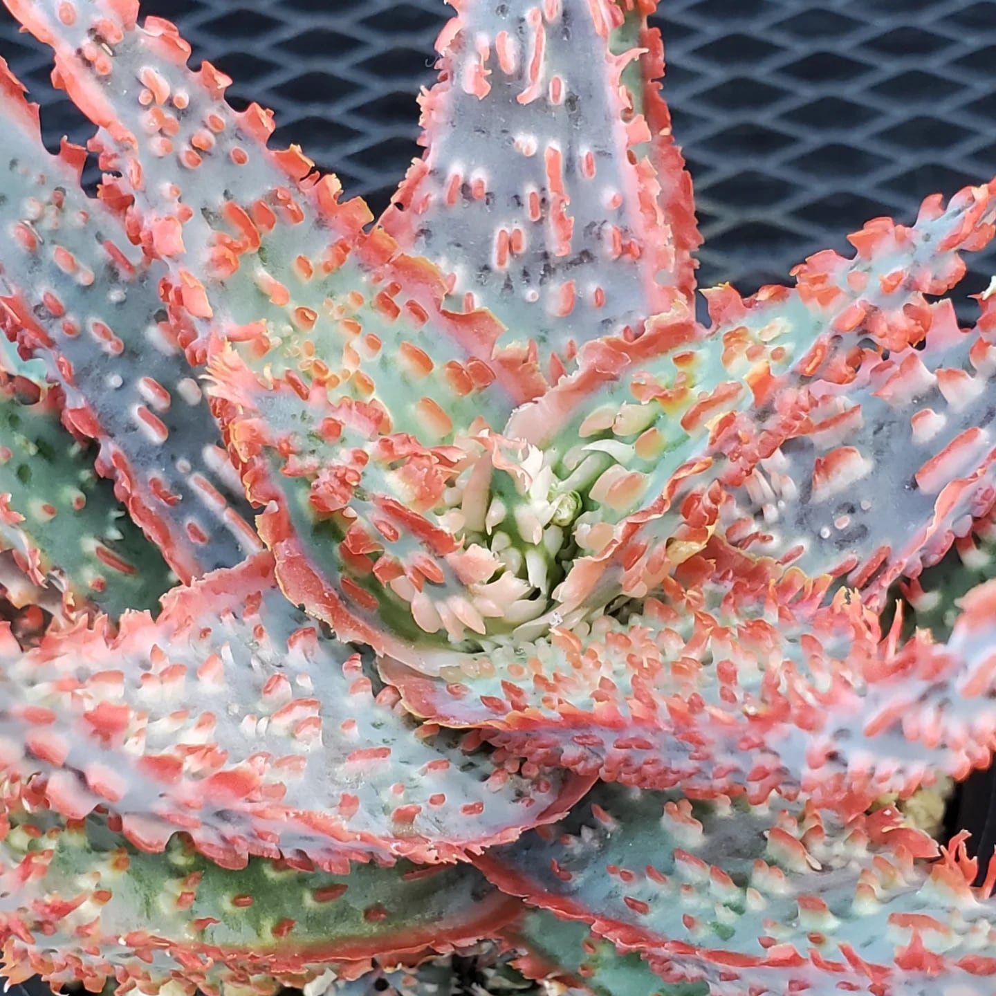 F00385_Aloe Hybrid：アロエ・ハイブリッド（子株） | レアプランツ