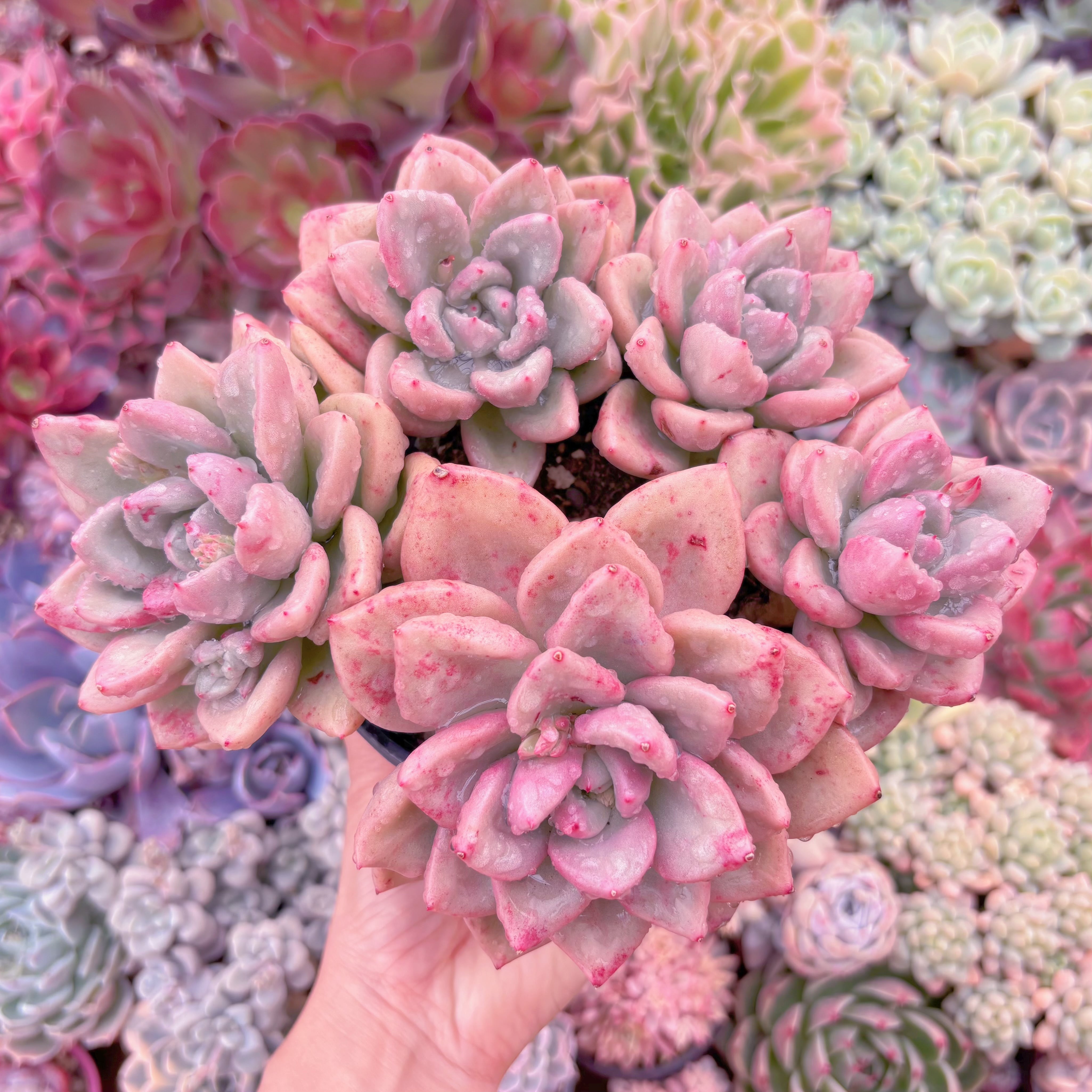 現品　Echeveria Avocado Cream#293　大群生　新入荷