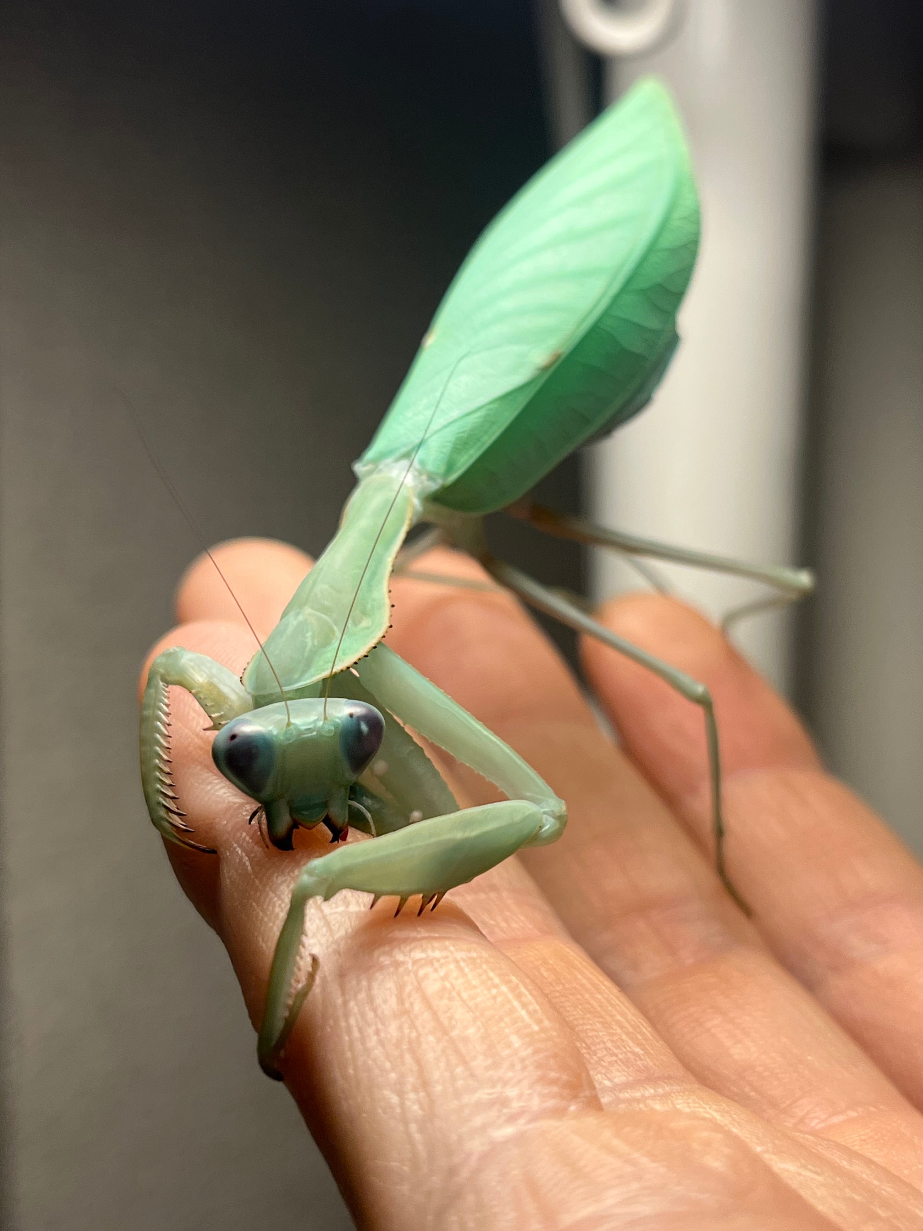 外国産カマキリ標本セット ケンランカマキリ アザミカマキリ ニセコ