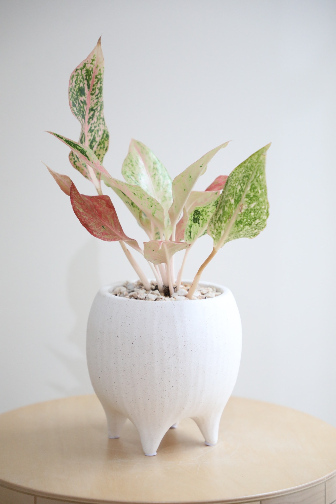 【S】アグラオネマ スターダストオレンジ/Aglaonema