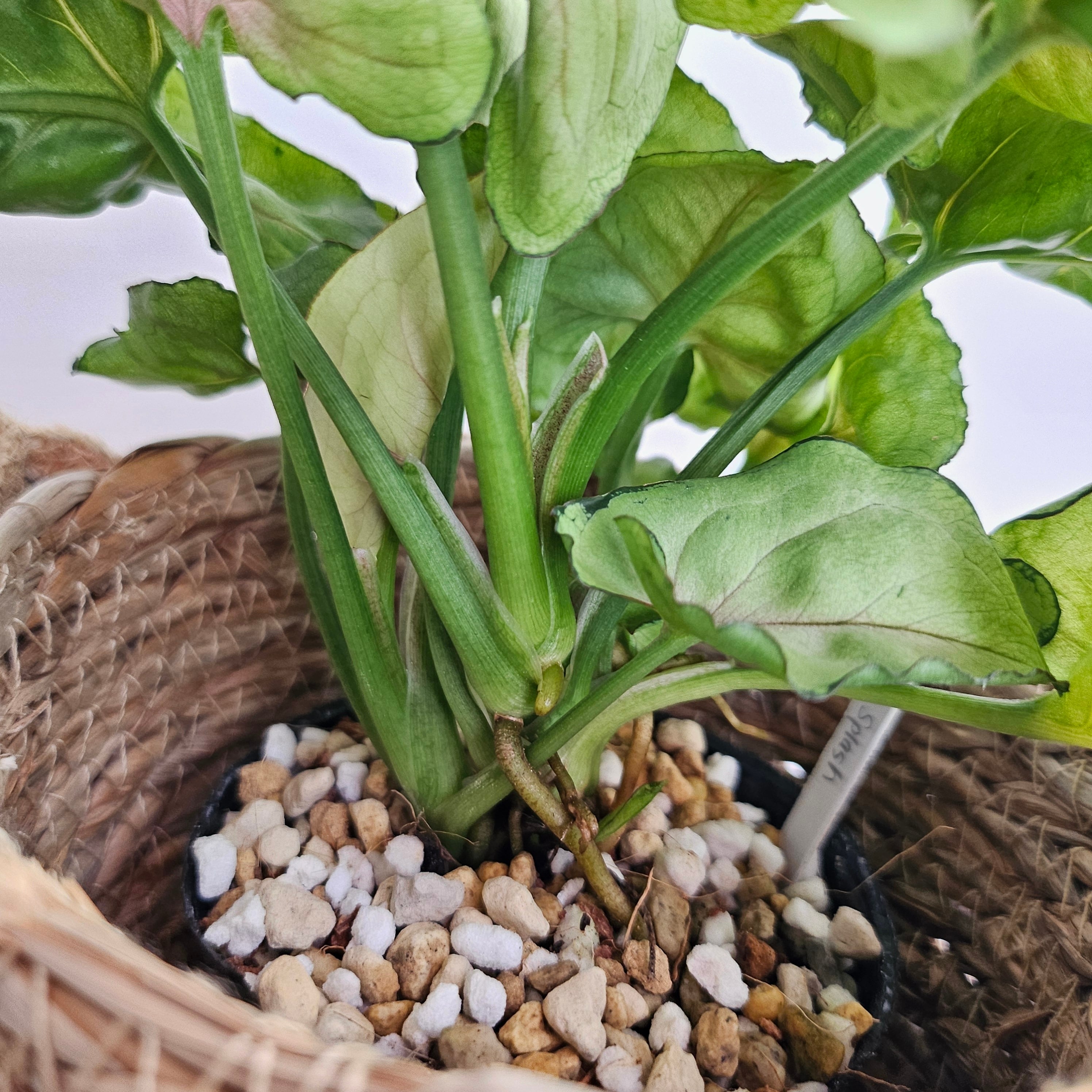 ②《シンゴニウム グリーンスプラッシュ》Syngonium green splash 観葉