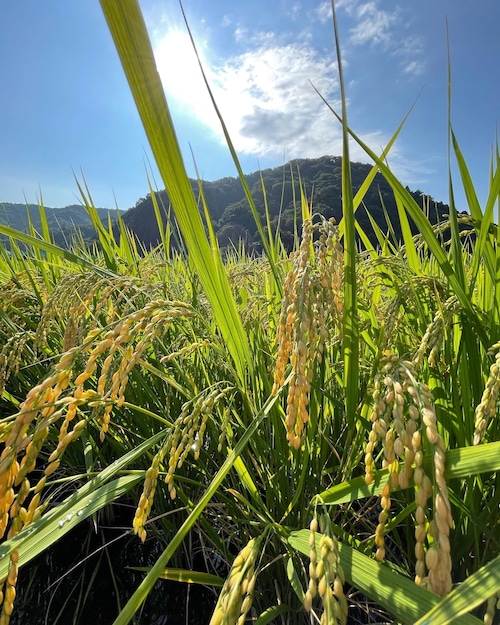 無農薬・無肥料玄米 5kg 令和5年度産