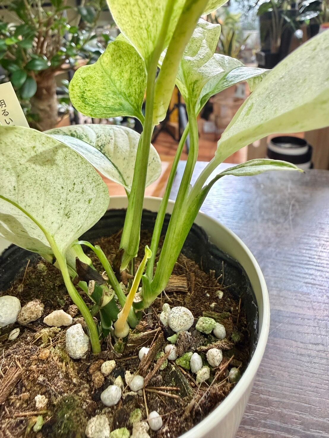 ラニアータ バリエガータ ② フルミント モンステラ 観葉植物 3.0号