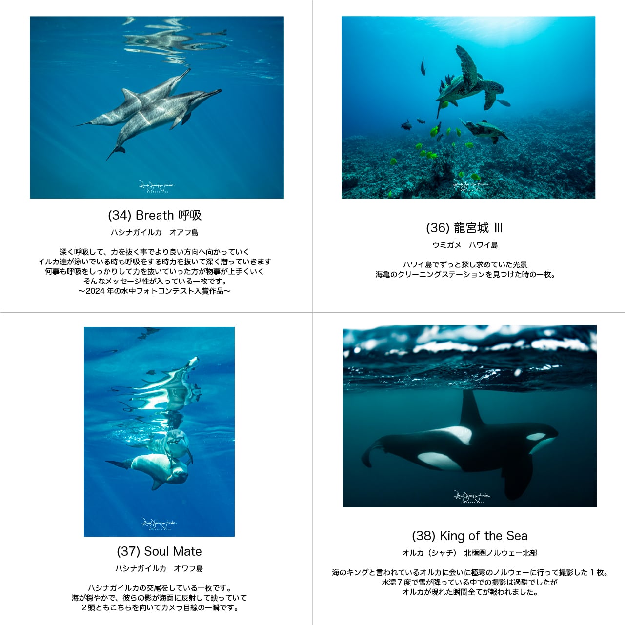 DOLPHIN EYES 写真パネル A4サイズ相当 イルカ・クジラ・ウミガメ