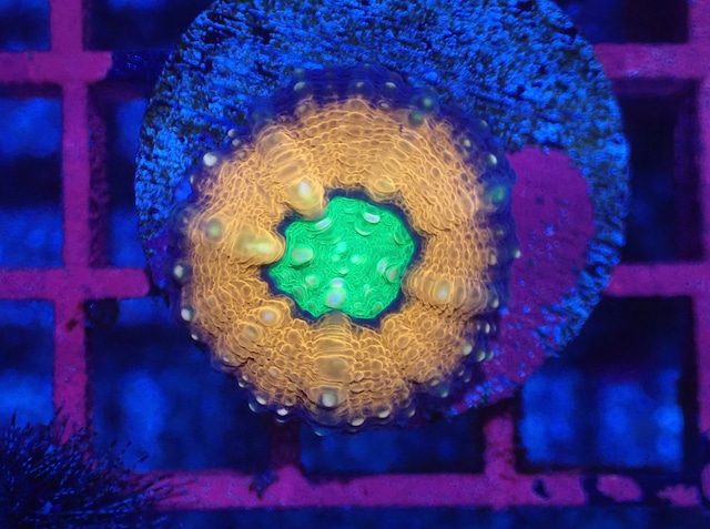 【つきみ堂Breed】Lobophyllia Baby