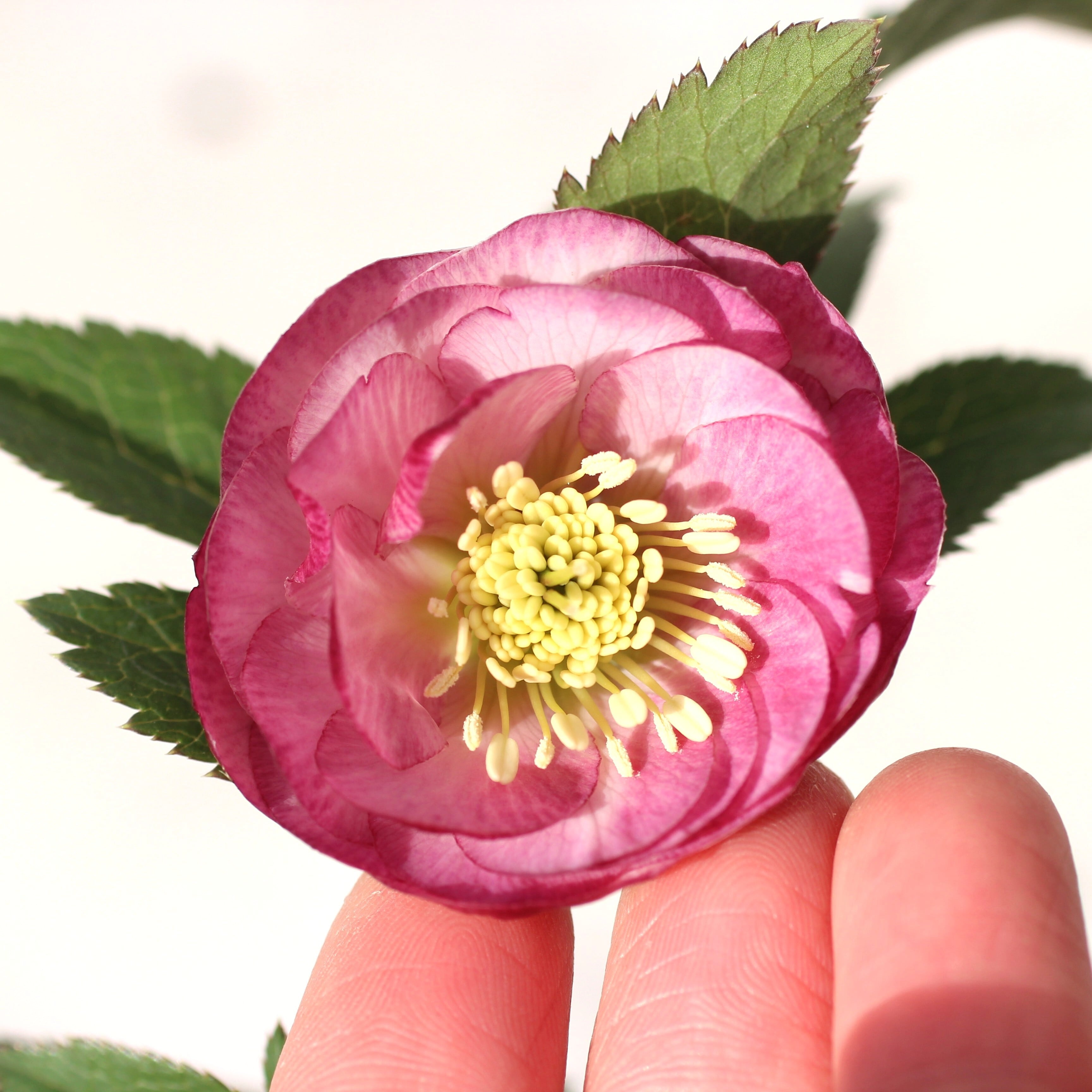 ☆17 【ご依頼品】ローズ様 WS26-002 クリスマスローズ ウィンターシンフォニー ピンク