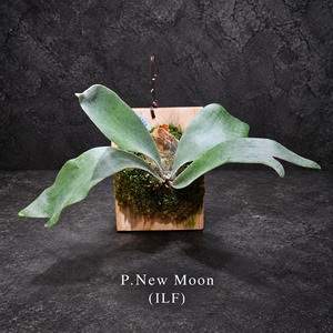 P.New Moon (OC)【artPLANTs/PLANTS GARAGE】ビカクシダ/Platycerium
