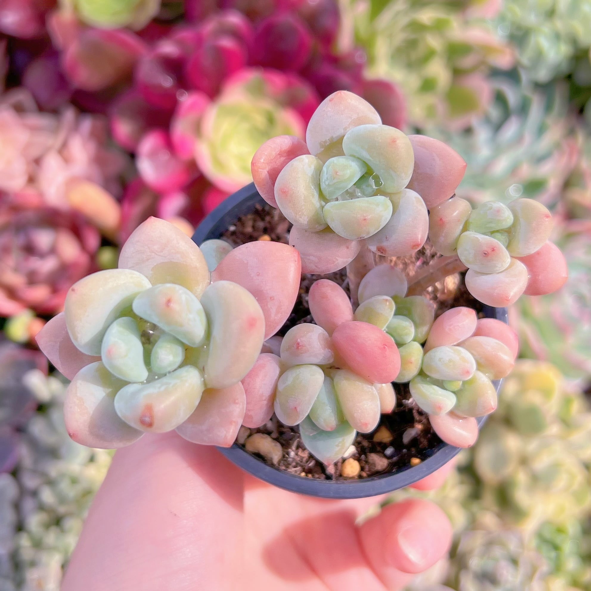 現品　マカロン#F022　群生　るる農園