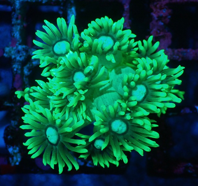 【現地買付】Goniopora Stokesi ToxicFrag 1