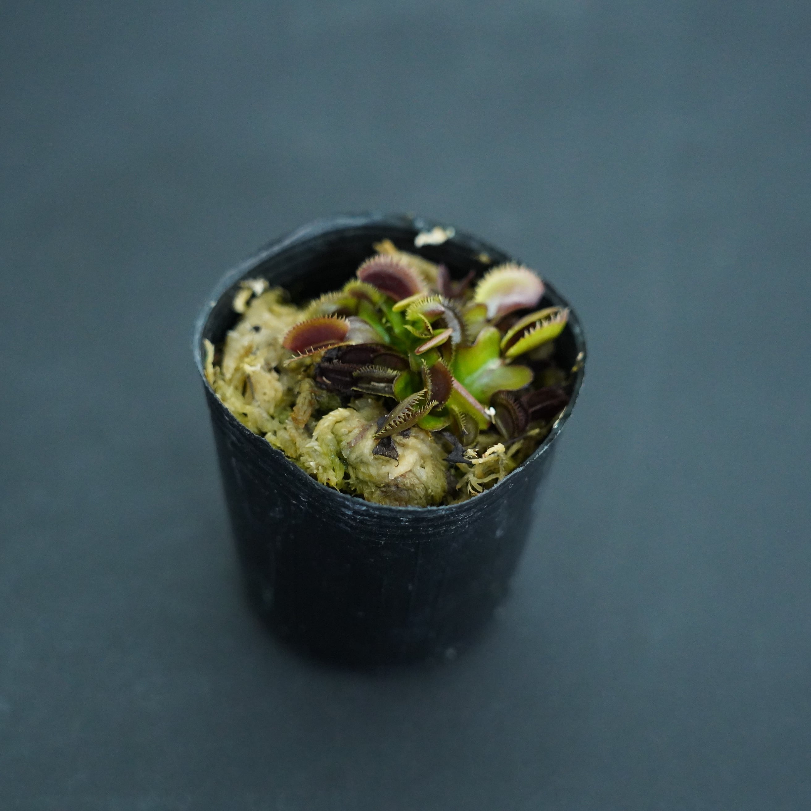 ハエトリソウ 'Red Piranha'【食虫植物】 苔テラリウム作製用素材 | 苔