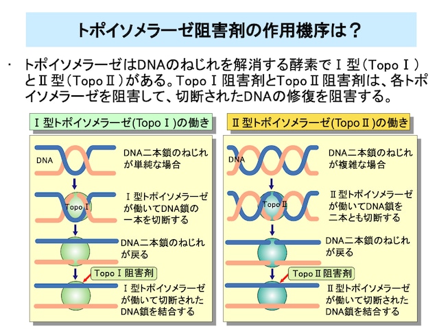 がん化学療法入門