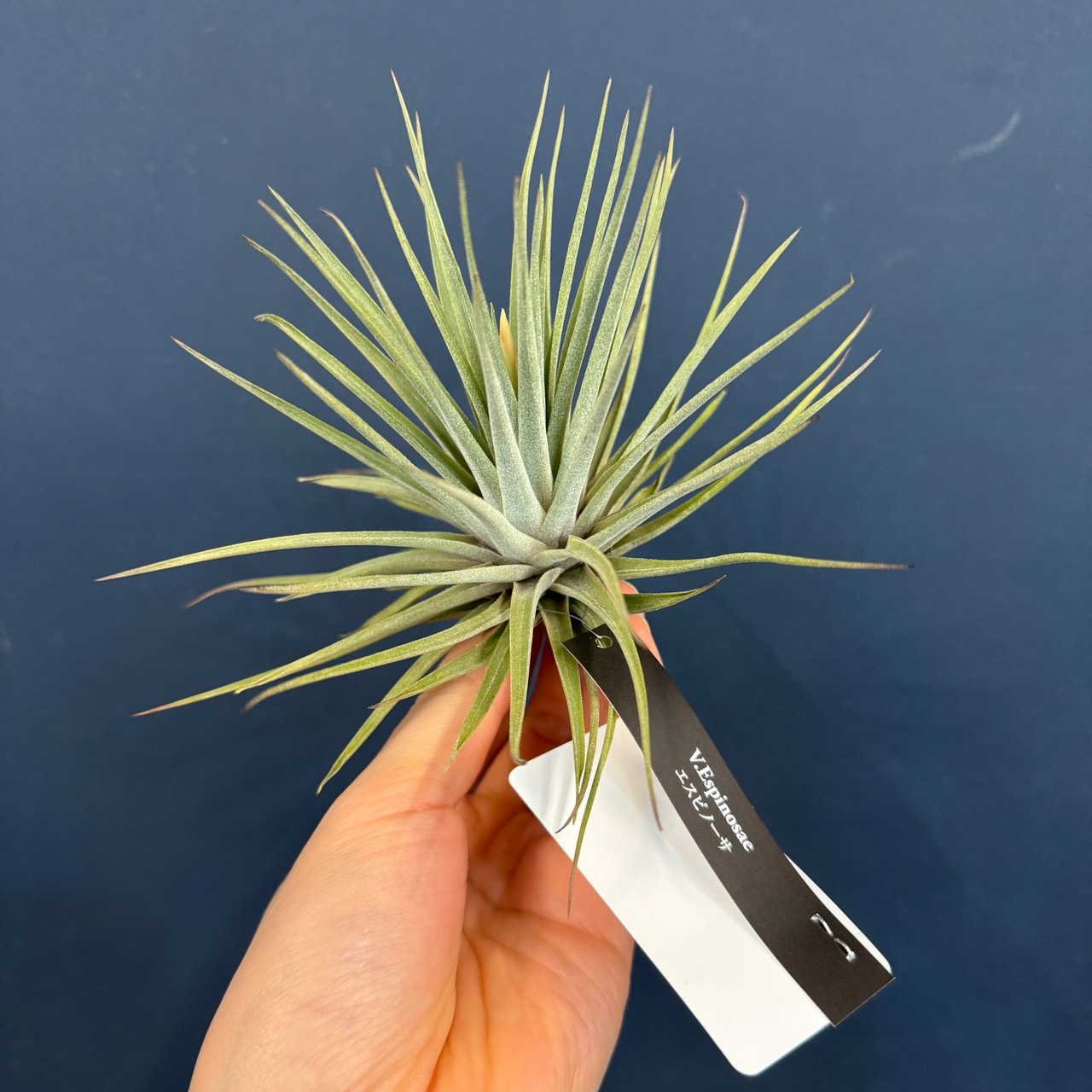 チランジア エスピノーサ【898】