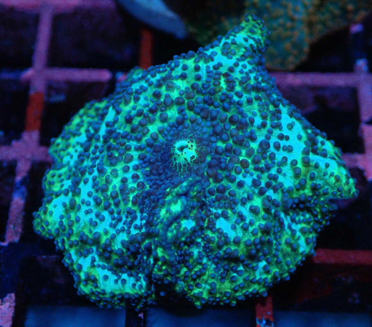 【現地買付】Discozoma 3