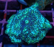【現地買付】Discozoma 3