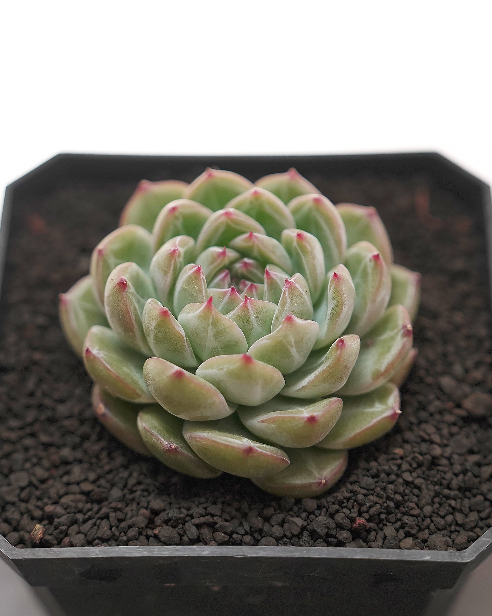 NEW RELEASE | PUKUBOOK SUCCULENTS