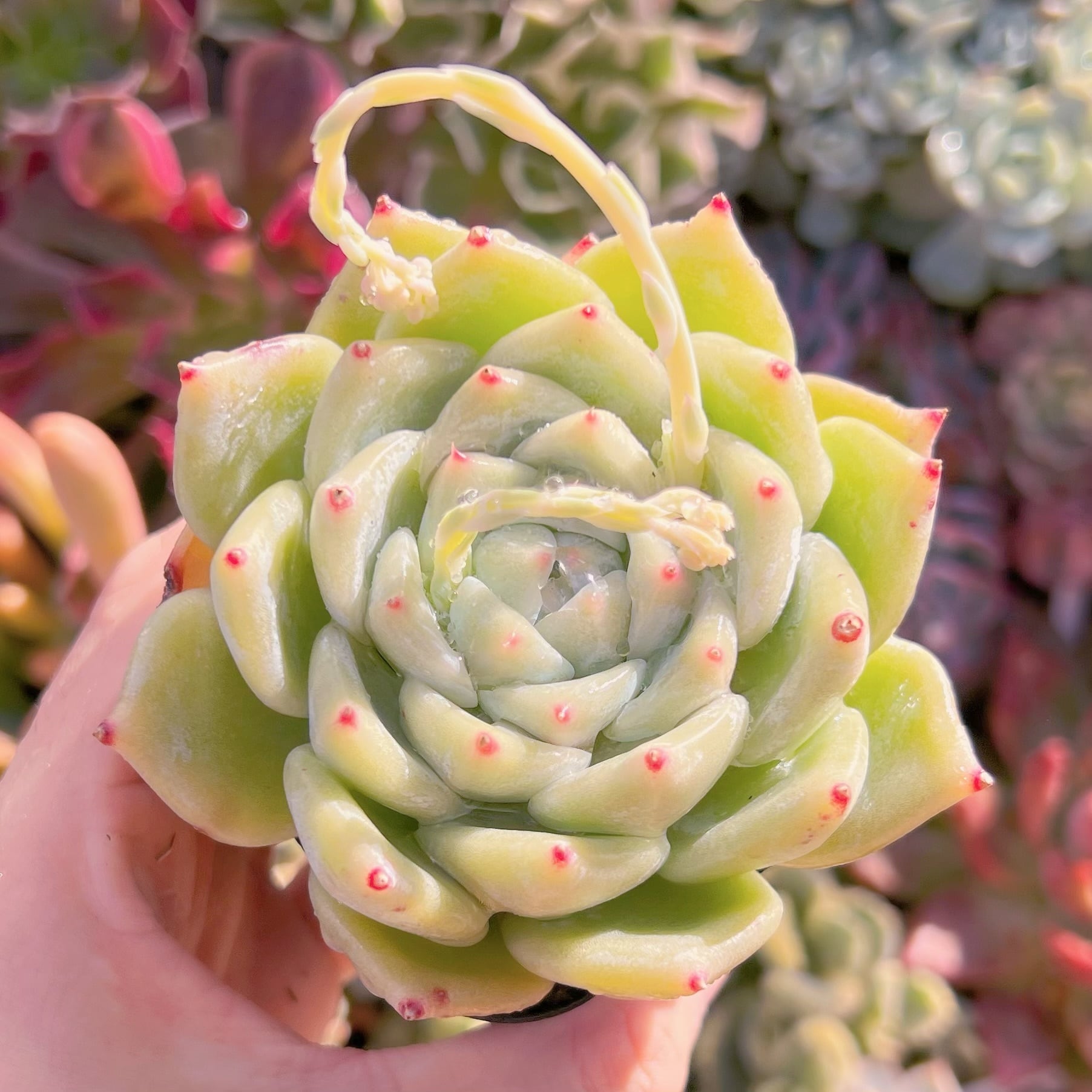 現品 多肉植物 ホワイトラタム#620 るる農園 | るる農園~多肉植物専門