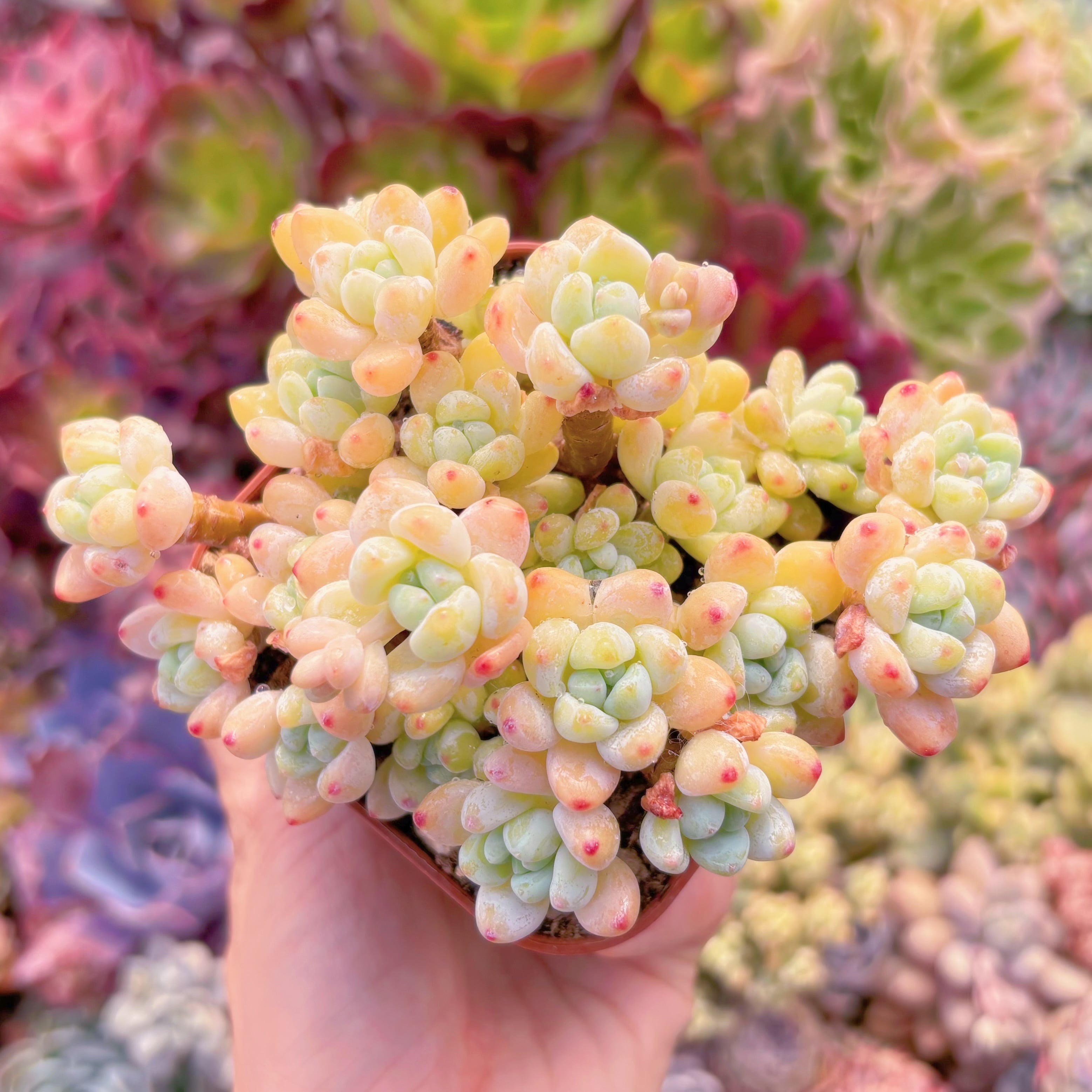 現品　ピンクラウル#630　群生　るる農園