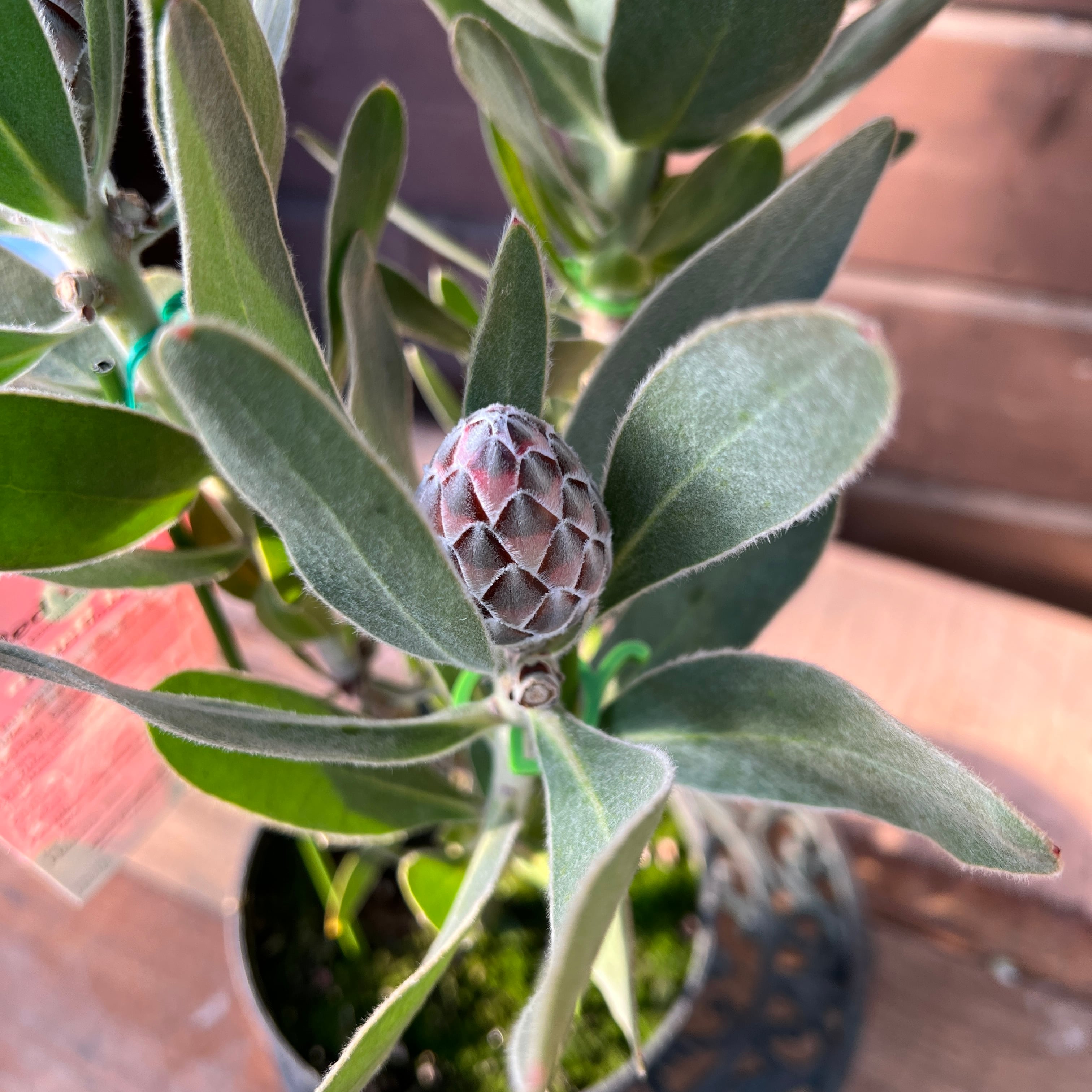 プロテア レッドバロン | 沼ノ上農園