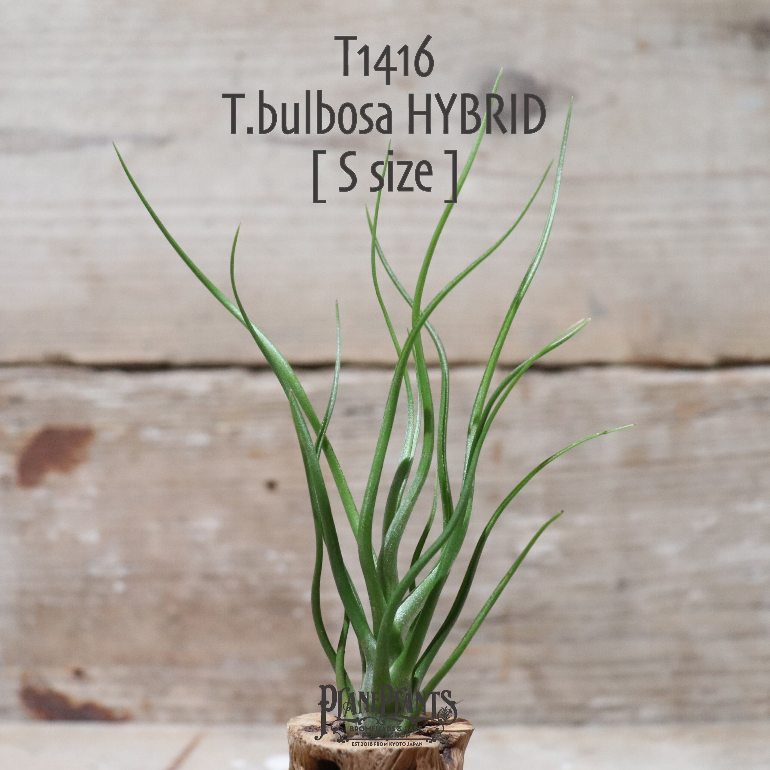 【送料無料】ブルボーサ ハイブリッド S〔エアプランツ〕現品発送T1416