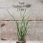 【送料無料】ブルボーサ ハイブリッド S〔エアプランツ〕現品発送T1416