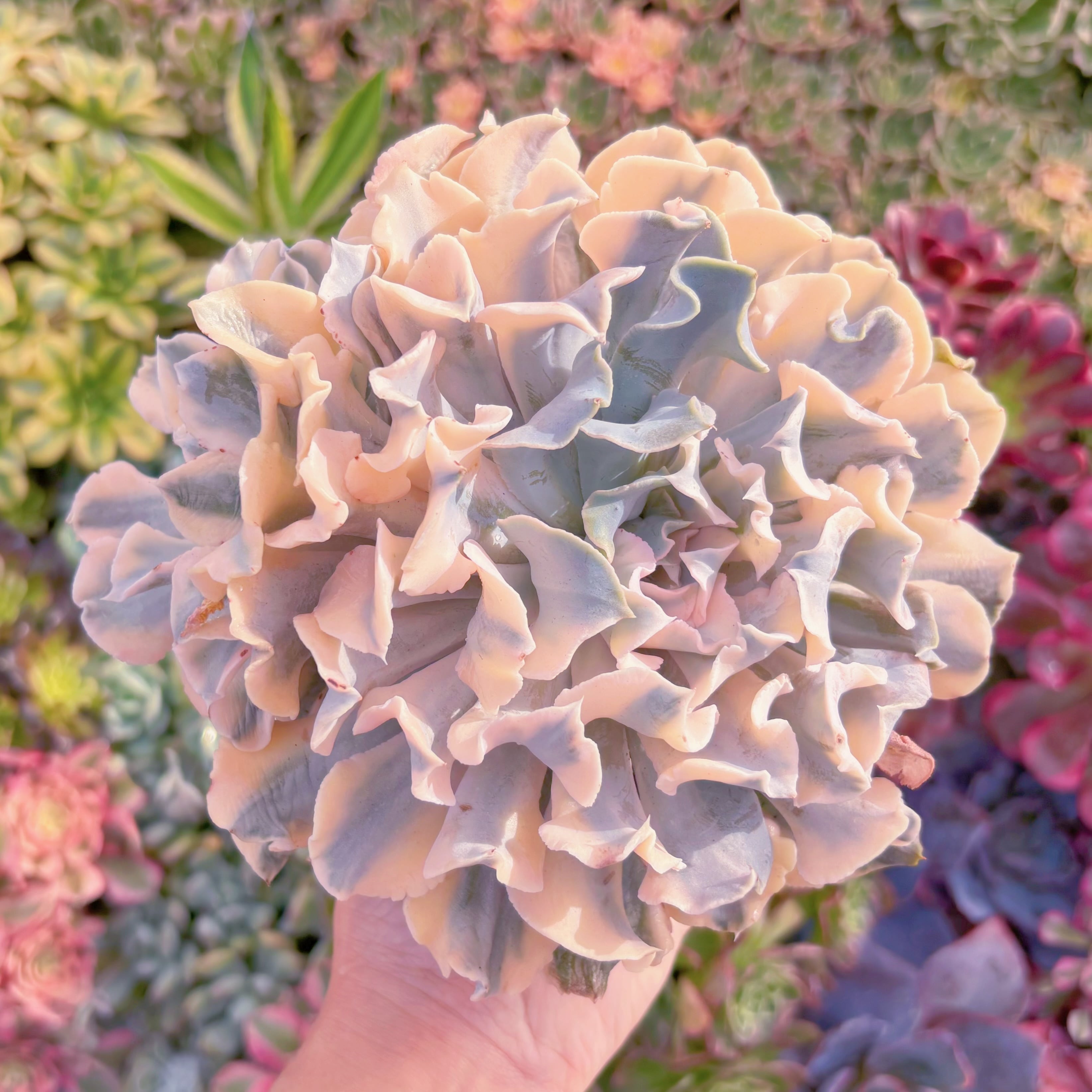 現品　シャフラン錦#B54　極上株　群生　在庫僅少　るる農園