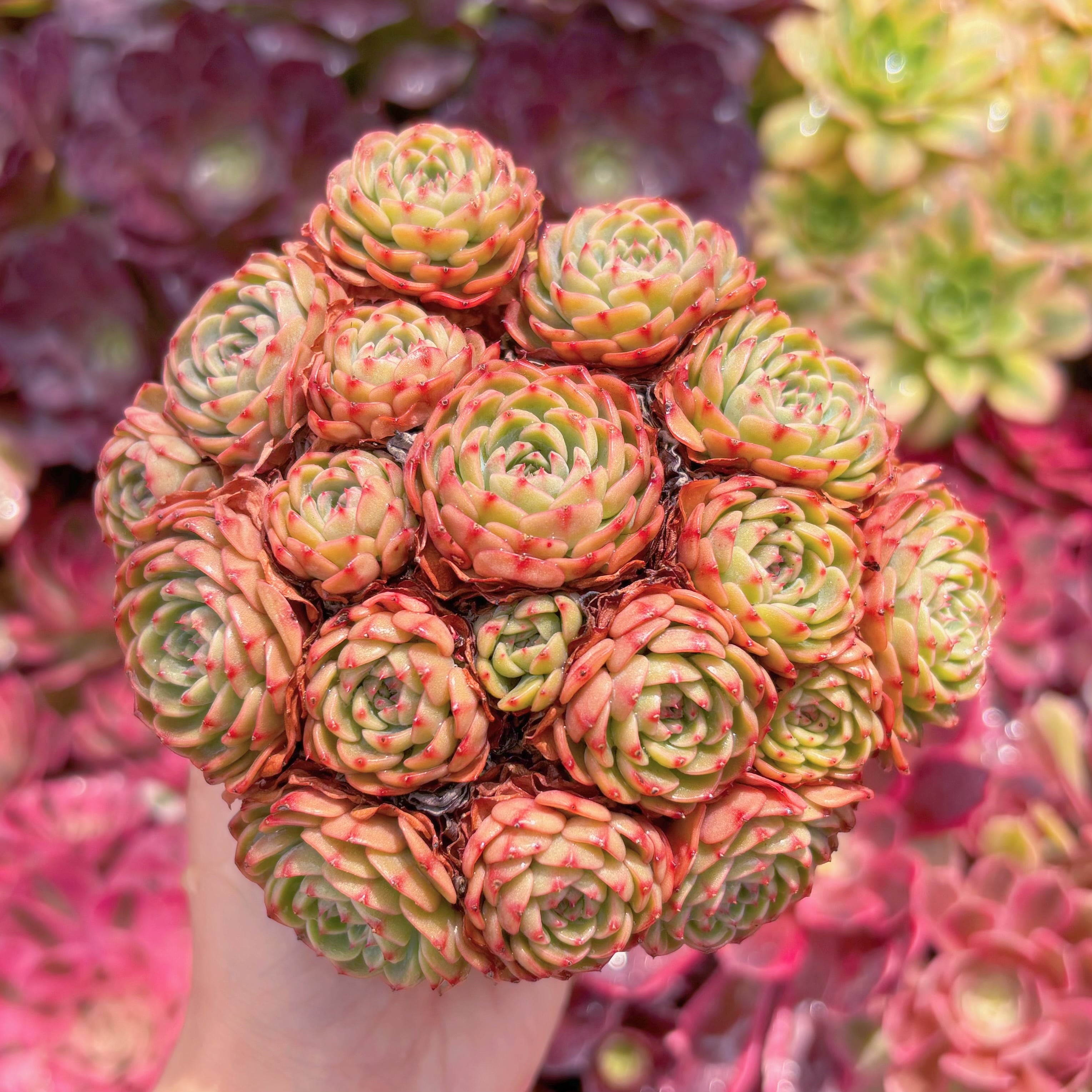 現品　シュガーベイビー#K416   群生　新入荷　るる農園