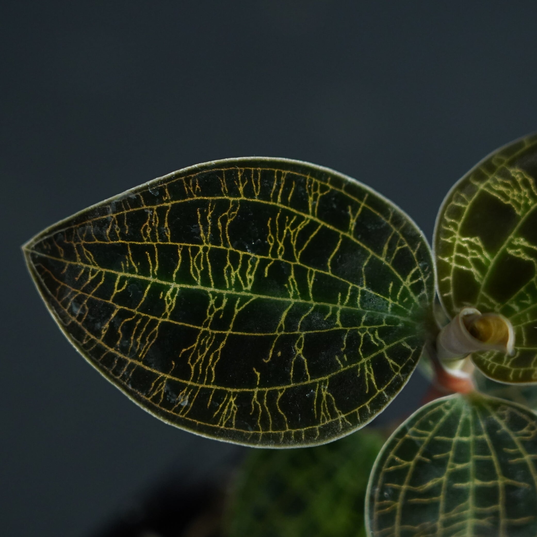 マコデス ペトラ Black Type 【ジュエルオーキッド／宝石蘭