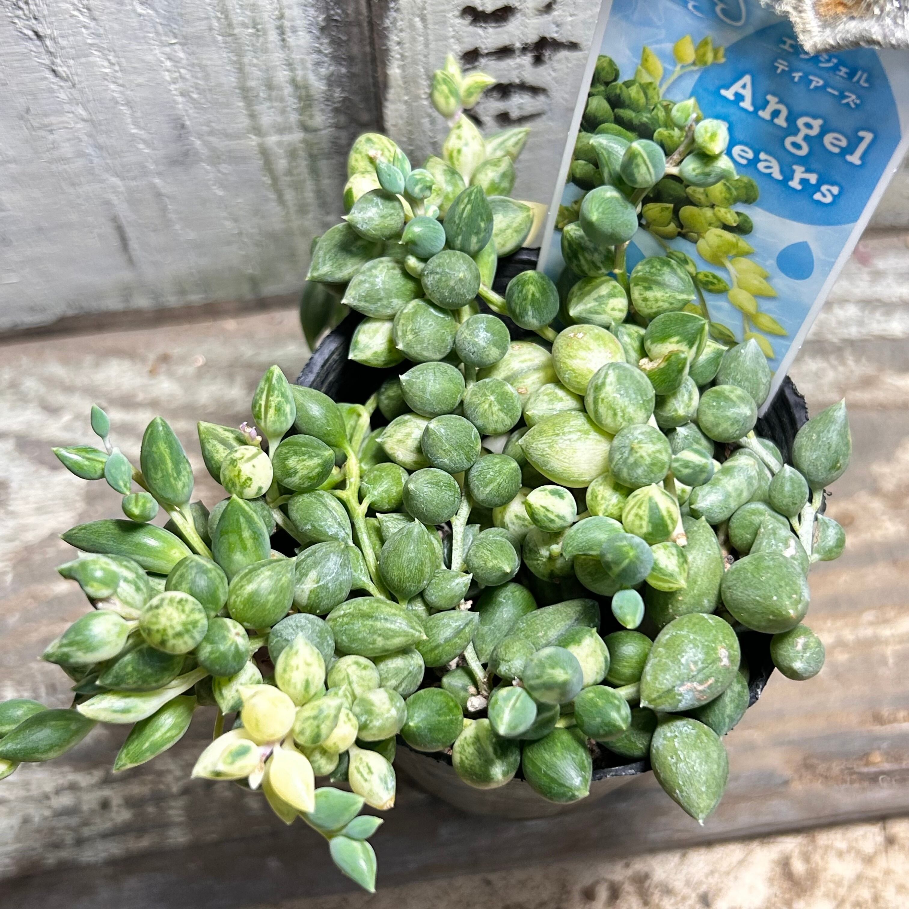 プレーリーサンセット センペル | RuPo 多肉植物専門店