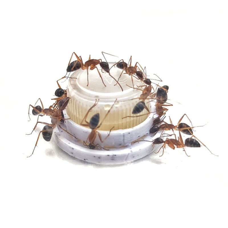 蟻の巣、アリの巣、ant、飼育容器、餌場　小