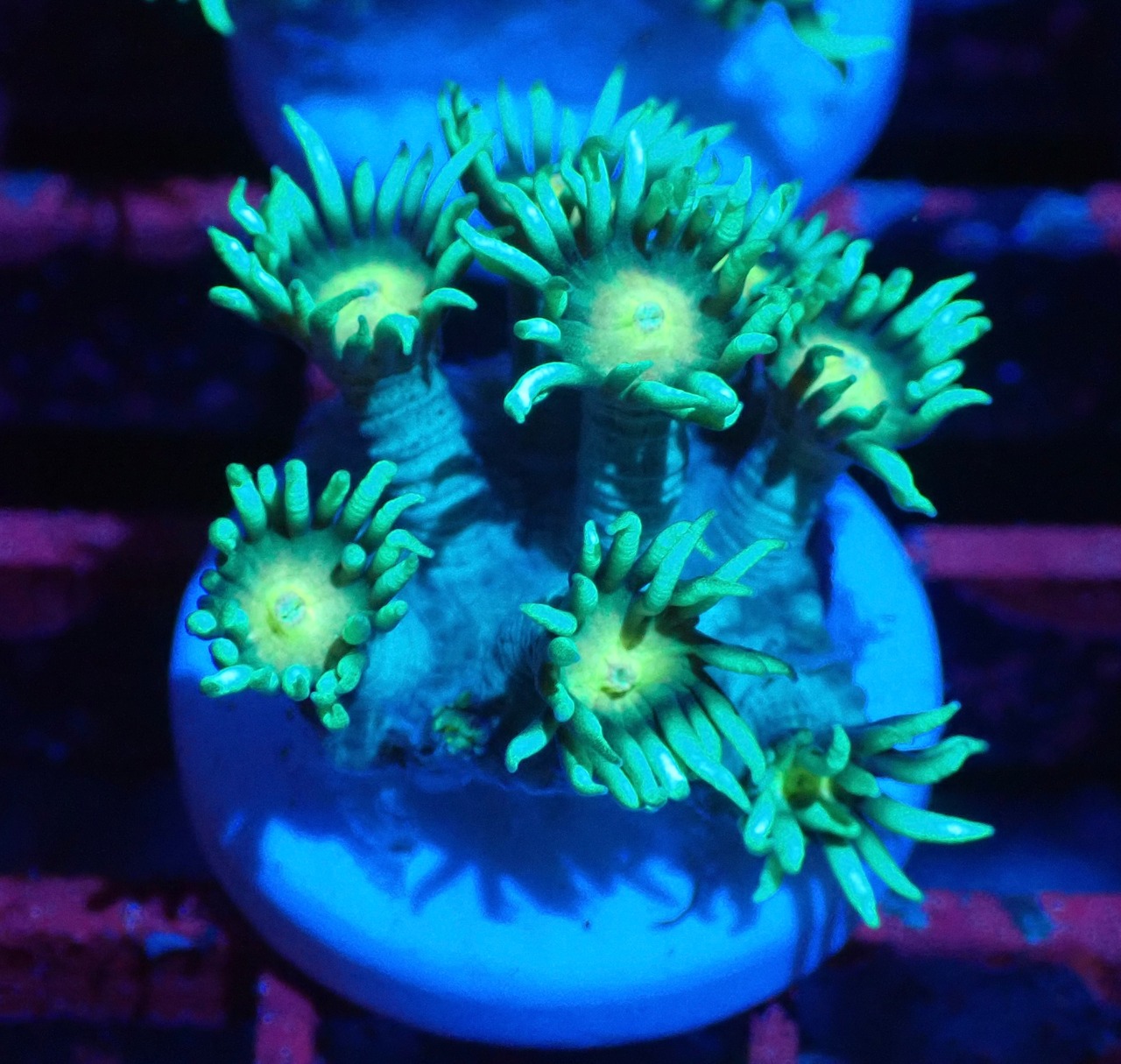 【現地買付】Goniopora FromMakassar YellowEye 5