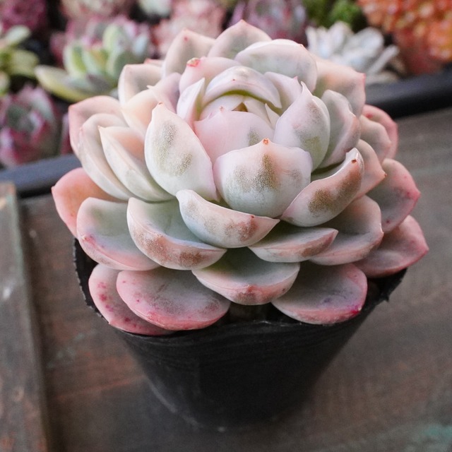 20%OFF！　大人気　美苗【メキシカンスノーボール錦 2】エケベリア　韓国多肉