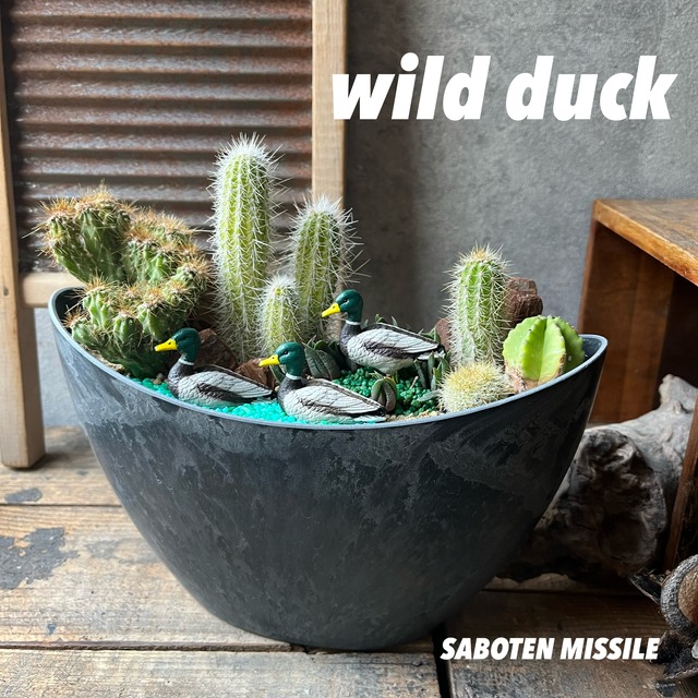 Wild Duck カモ3