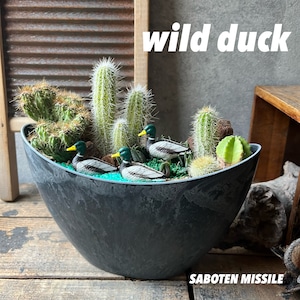 Wild Duck カモ3